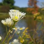 Hillside Flower